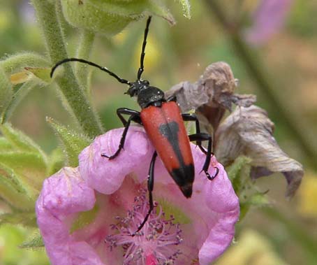 Lepturacordigera240605A